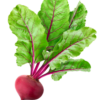 Beetroot